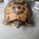 Tortue naturalise