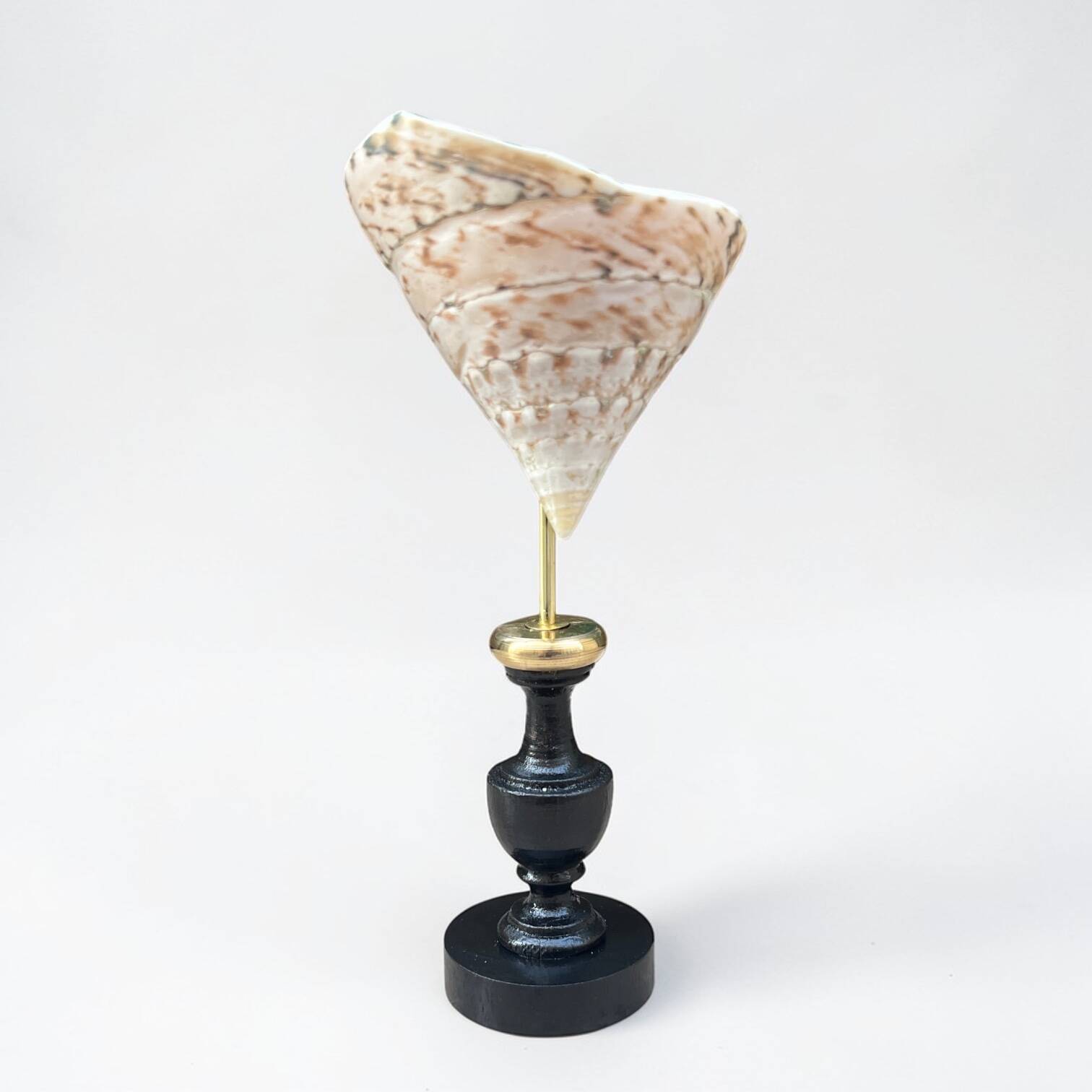 Nacre cone shell Troca on a turned black wooden base, late 19th century.