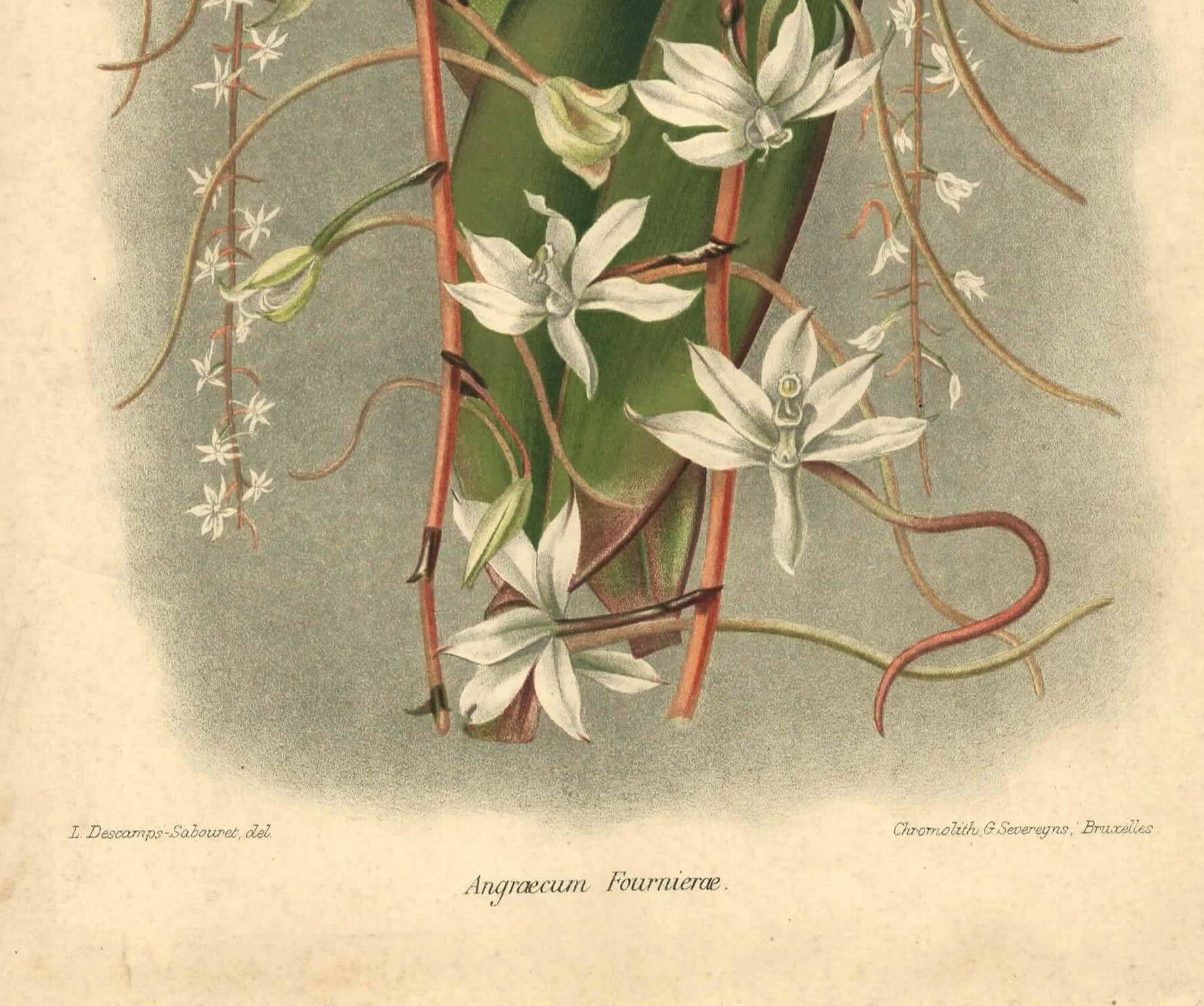 Botanical engraving from 1896 by L. Descamps-Sabouret • Angraecum de Fournier