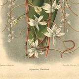 Botanical engraving from 1896 by L. Descamps-Sabouret • Angraecum de Fournier