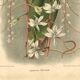 Botanical engraving from 1896 by L. Descamps-Sabouret • Angraecum de Fournier