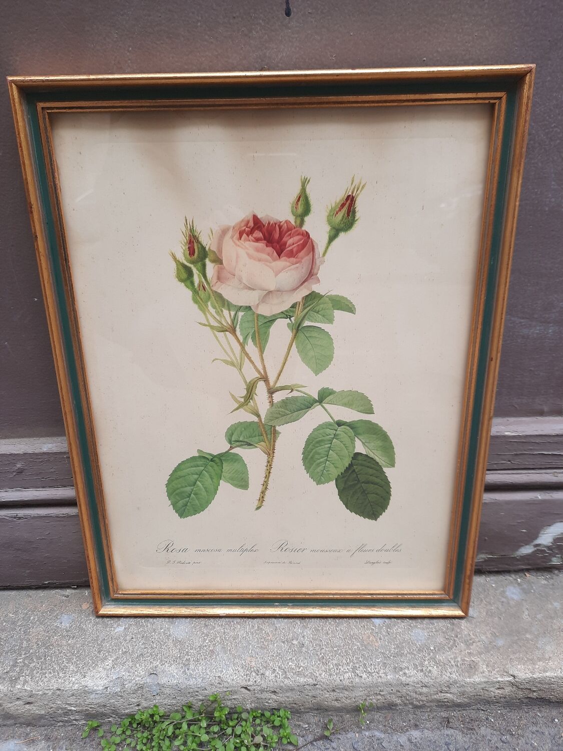 Framed botanical plate