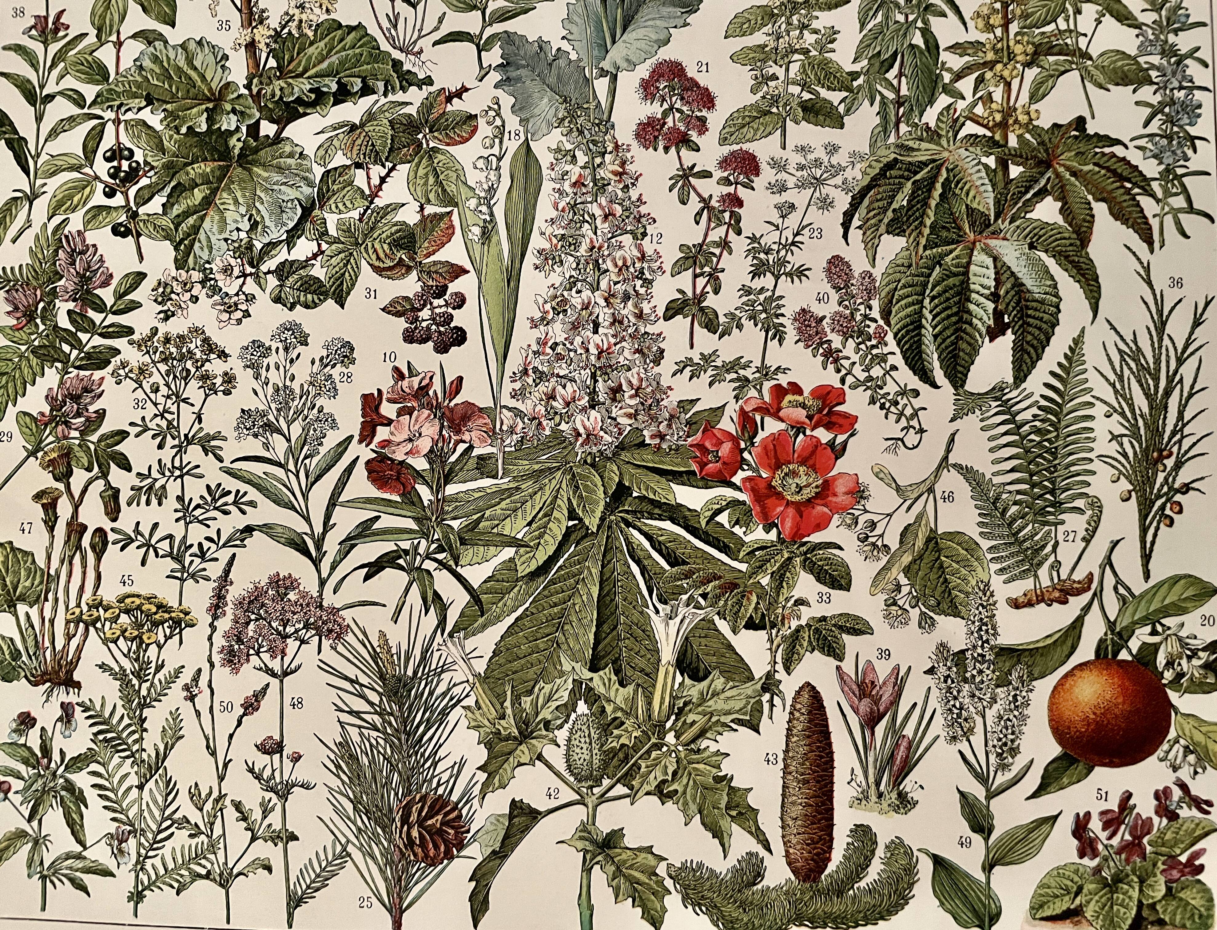 Lithograph on medicinal plants (mistletoe) - 1930