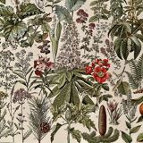 Lithograph on medicinal plants (mistletoe) - 1930