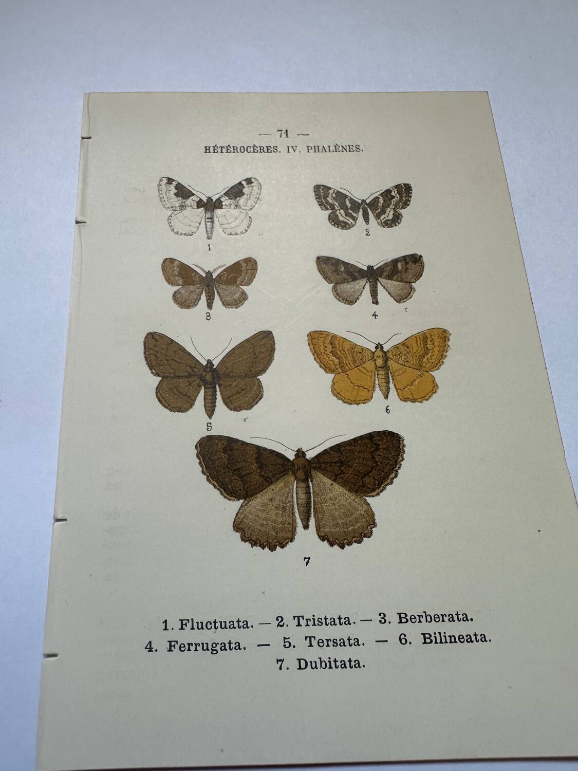 Botanical engraving butterflies double-sided naturalist plate Etching