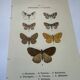 Botanical engraving butterflies double-sided naturalist plate Etching