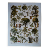 Lithographie originale sur les arbres