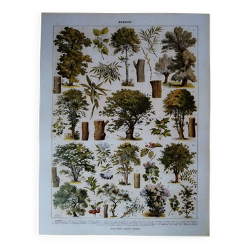 Lithographie originale sur les arbres