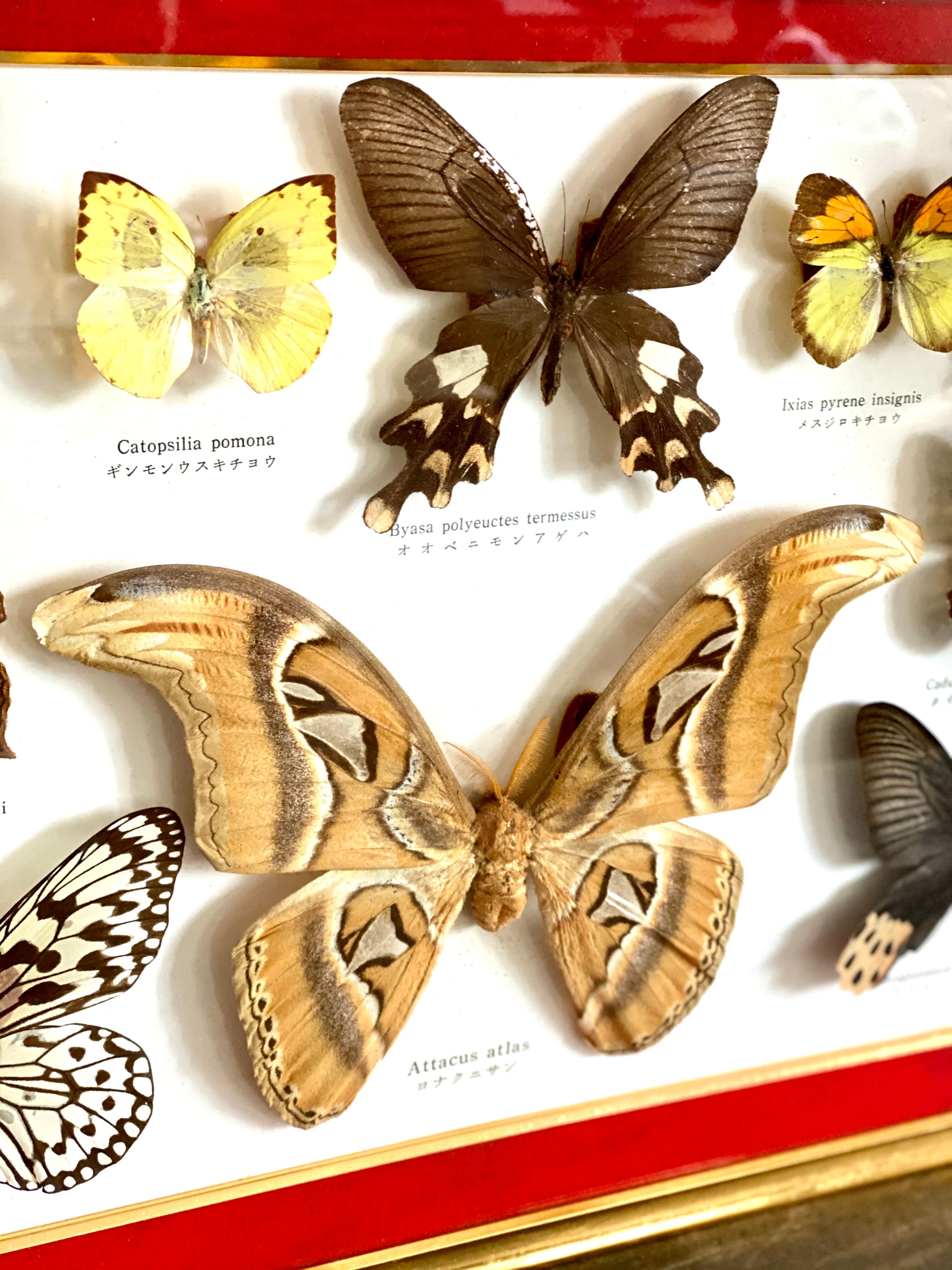 Naturalized butterfly frame