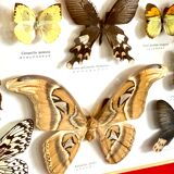 Naturalized butterfly frame