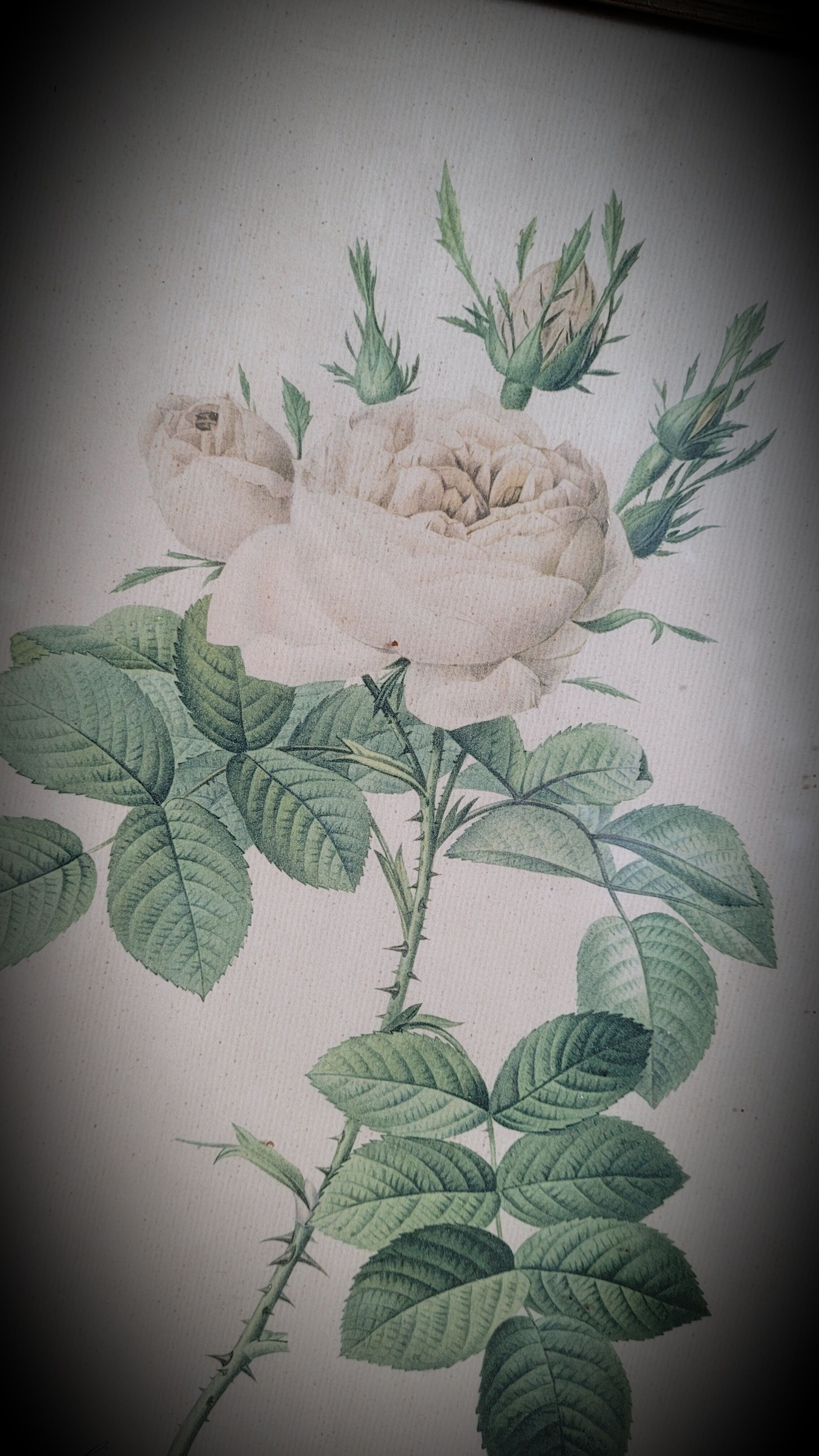 Litho rosier perfumers