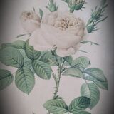 Litho rosier perfumers