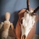 Deer Trophy 3
