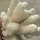 Branch coral