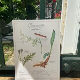 Botanical board "Tisane aperitif (alcohol-free)"