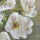 Tableau bouquet d’amaryllis blancs