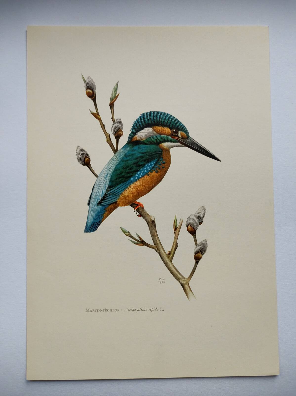 Bird board 60s - Kingfisher - Vintage zoological and ornithological illustration