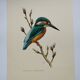 Bird board 60s - Kingfisher - Vintage zoological and ornithological illustration