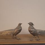 Couple of pheasant roosters