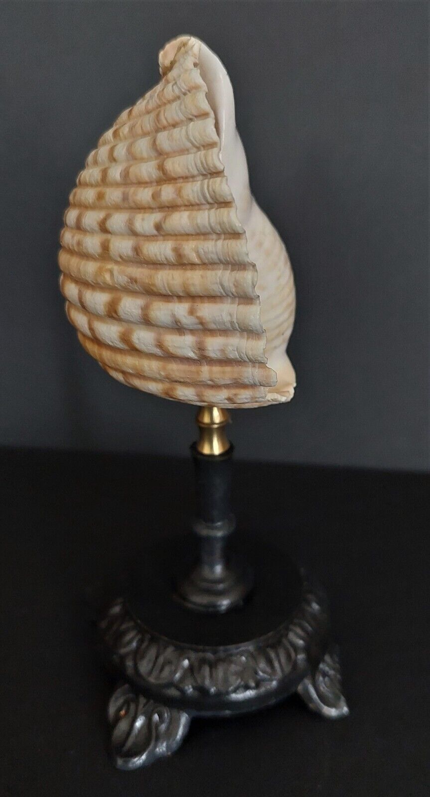 Cabinet of curiosities shell tonna luteostoma on base