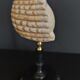Cabinet of curiosities shell tonna luteostoma on base
