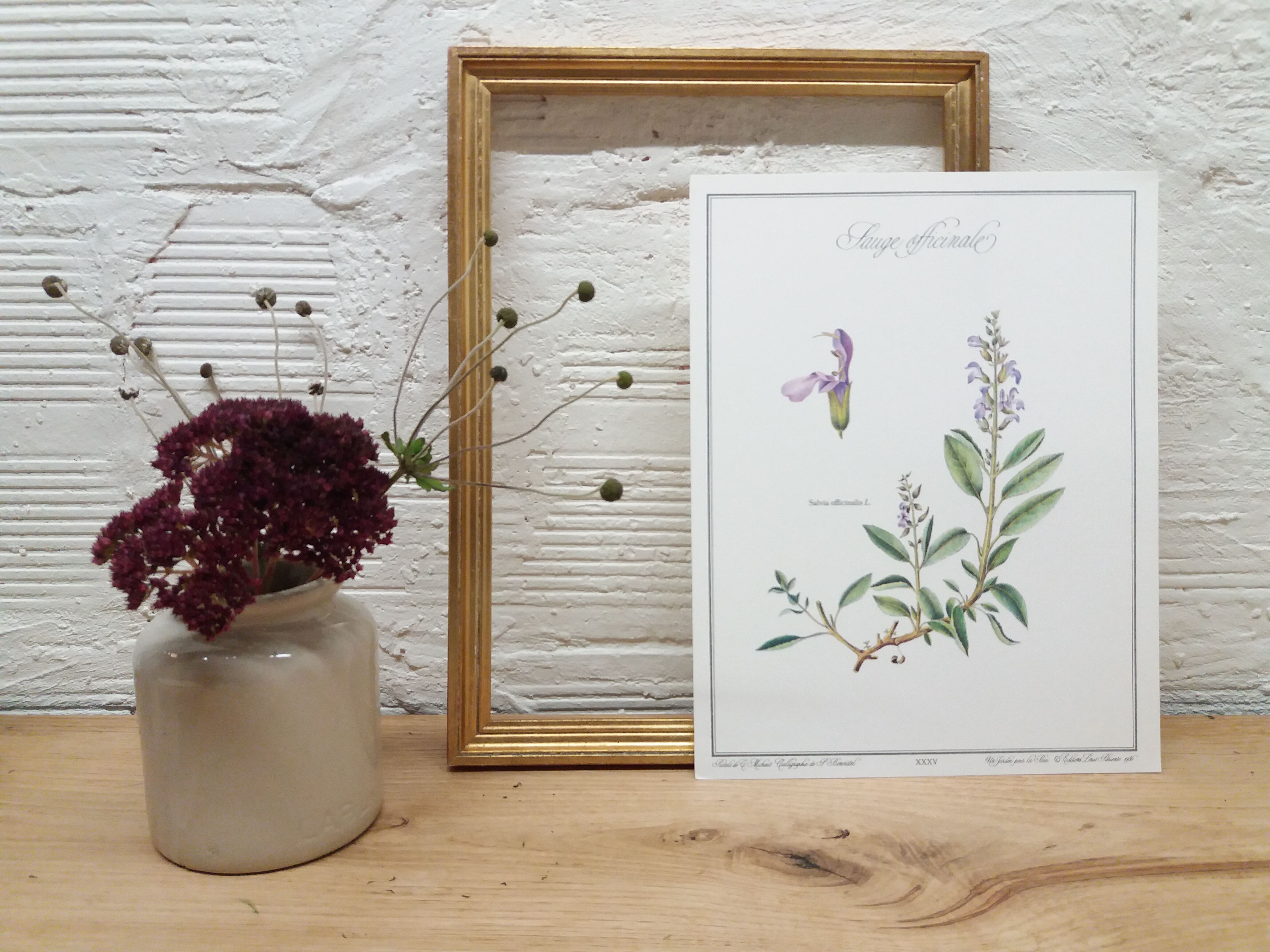 Planche botanique sauge officinale