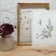Planche botanique sauge officinale