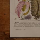 Lithographie originale sur les algues