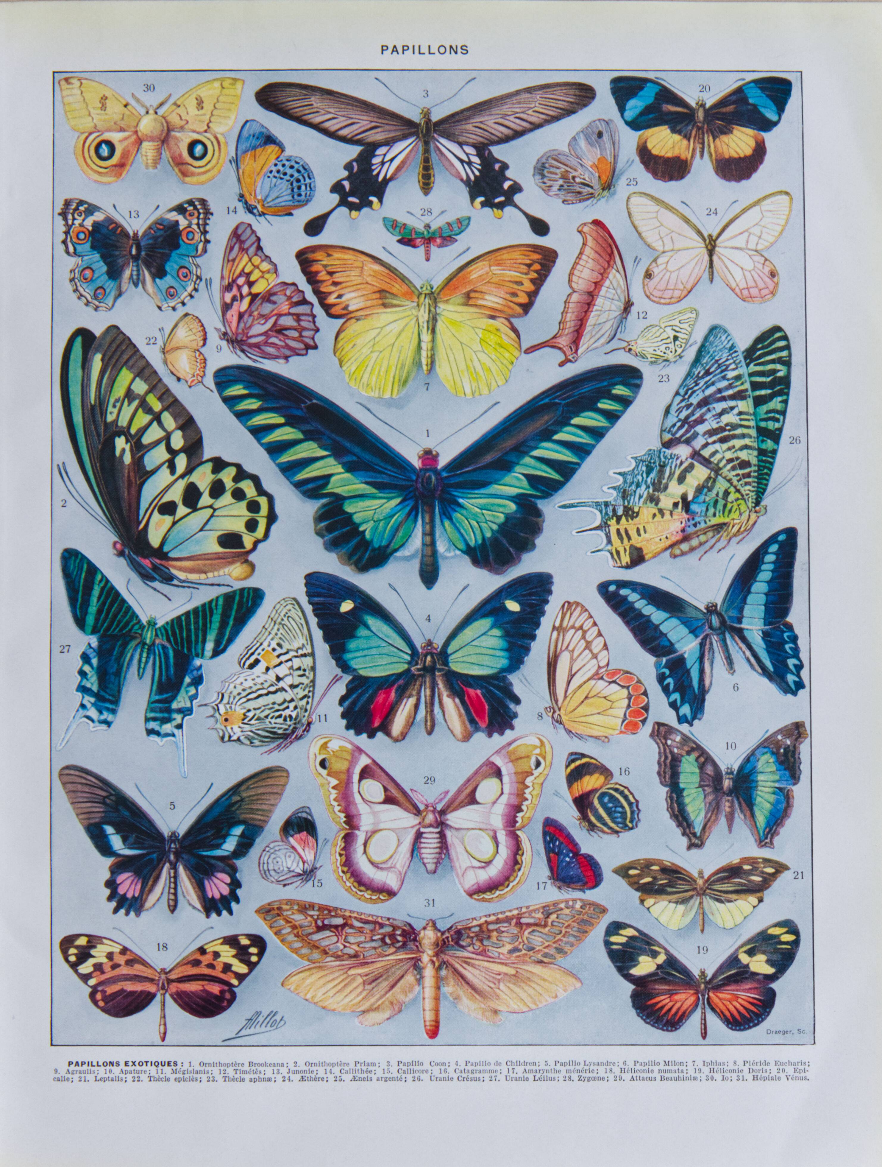 Exotic Butterflies: original naturalist plate, 1930 Adolphe Millot