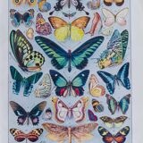Exotic Butterflies: original naturalist plate, 1930 Adolphe Millot