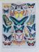 Exotic Butterflies: original naturalist plate, 1930 Adolphe Millot