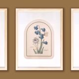 Trio of Frames, Botanical illustration, 30X40cm