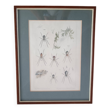Antique spider lithograph