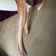 Set of 4 Louis-Philippe style chairs