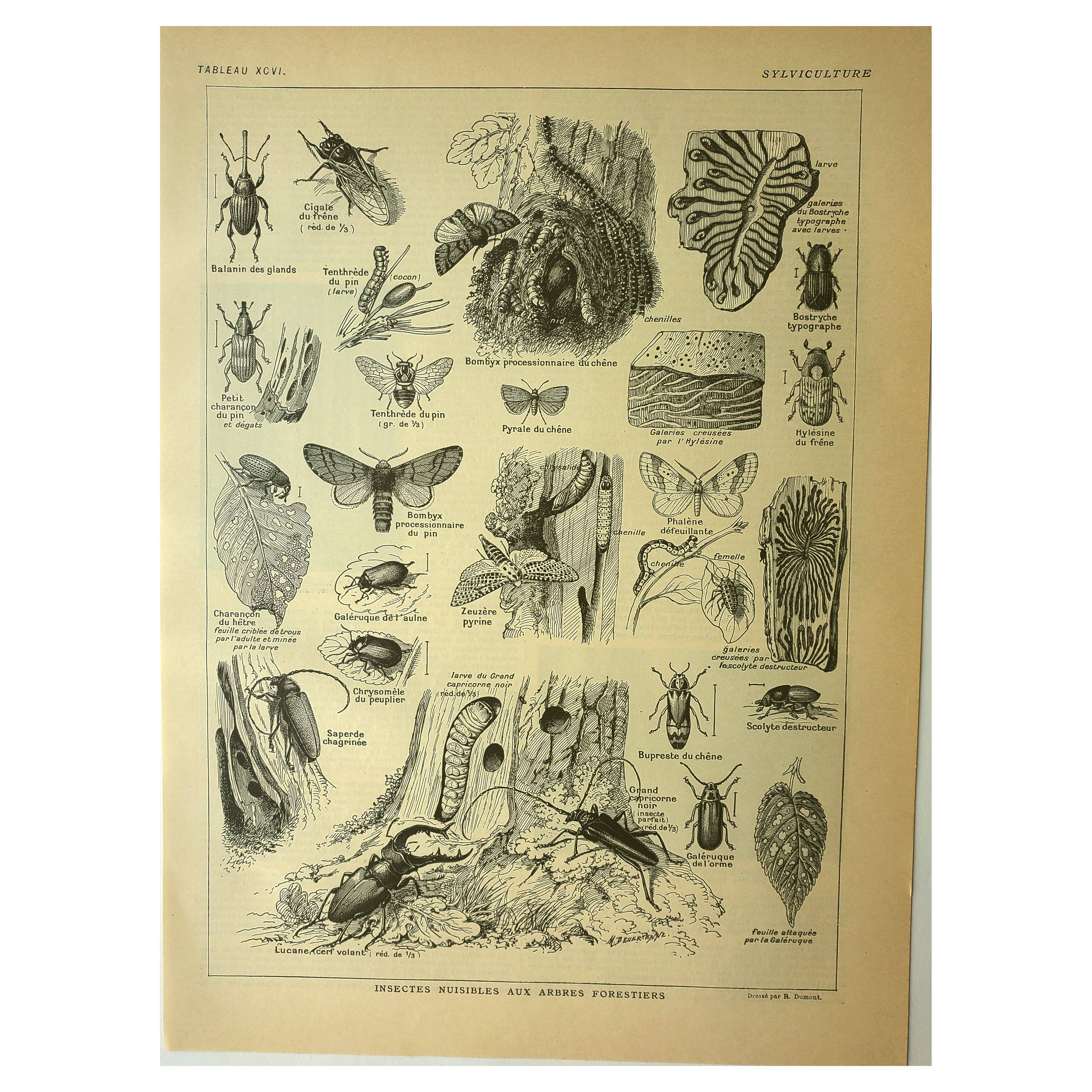 Botanical plate 1921 by Dessertenne - Forestry - old engraving