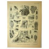 Botanical plate 1921 by Dessertenne - Forestry - old engraving