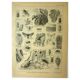Botanical plate 1921 by Dessertenne - Forestry - old engraving
