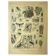 Botanical plate 1921 by Dessertenne - Forestry - old engraving