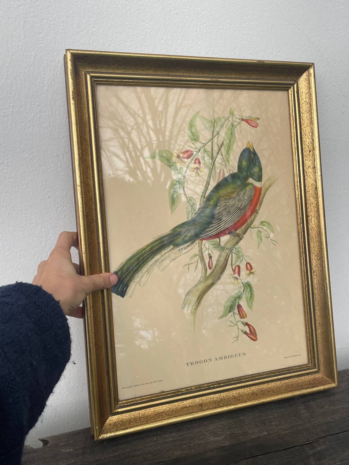 Golden wooden bird frame ornithological board