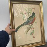 Golden wooden bird frame ornithological board