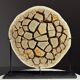 Septaria nodule on custom stand