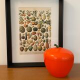 Lithograph engraving on fruits (melon) from 1897