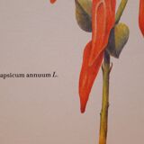 Botanical plank Sweet pepper