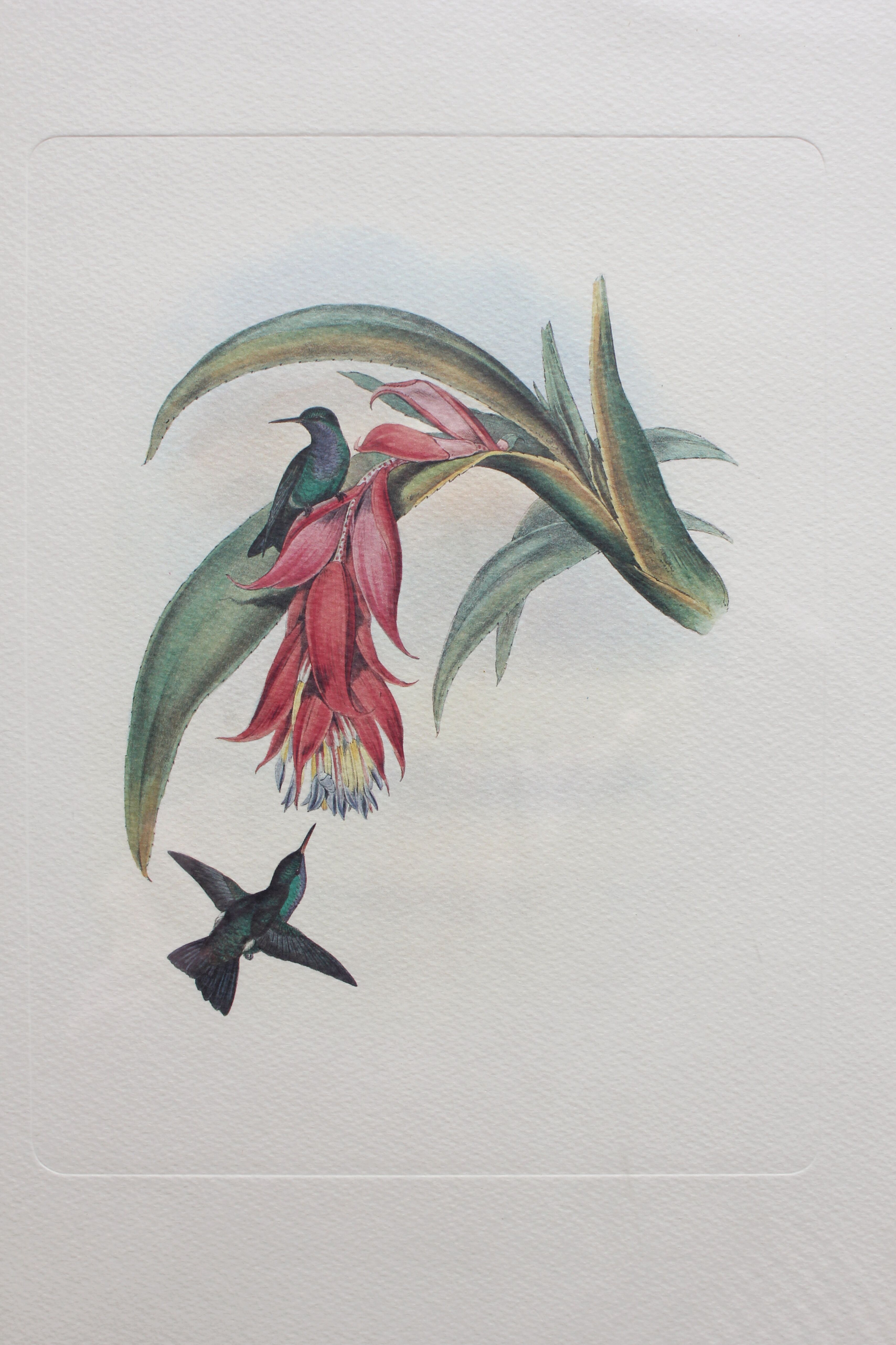 2 framed bird lithographs, vintage watercolor posters