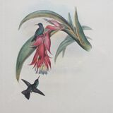 2 framed bird lithographs, vintage watercolor posters