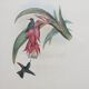 2 lithographies d'oiseaux encadrées, affiches aquarelles vintage