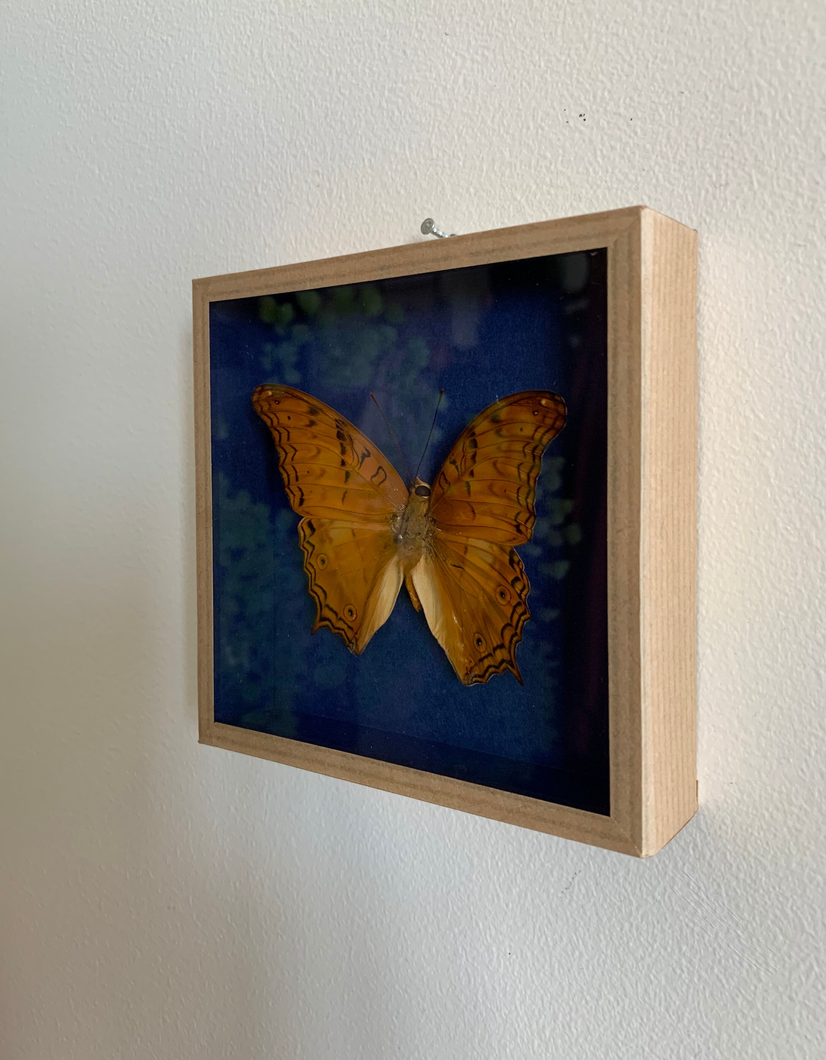 Butterfly stuffed under glass