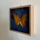 Butterfly stuffed under glass