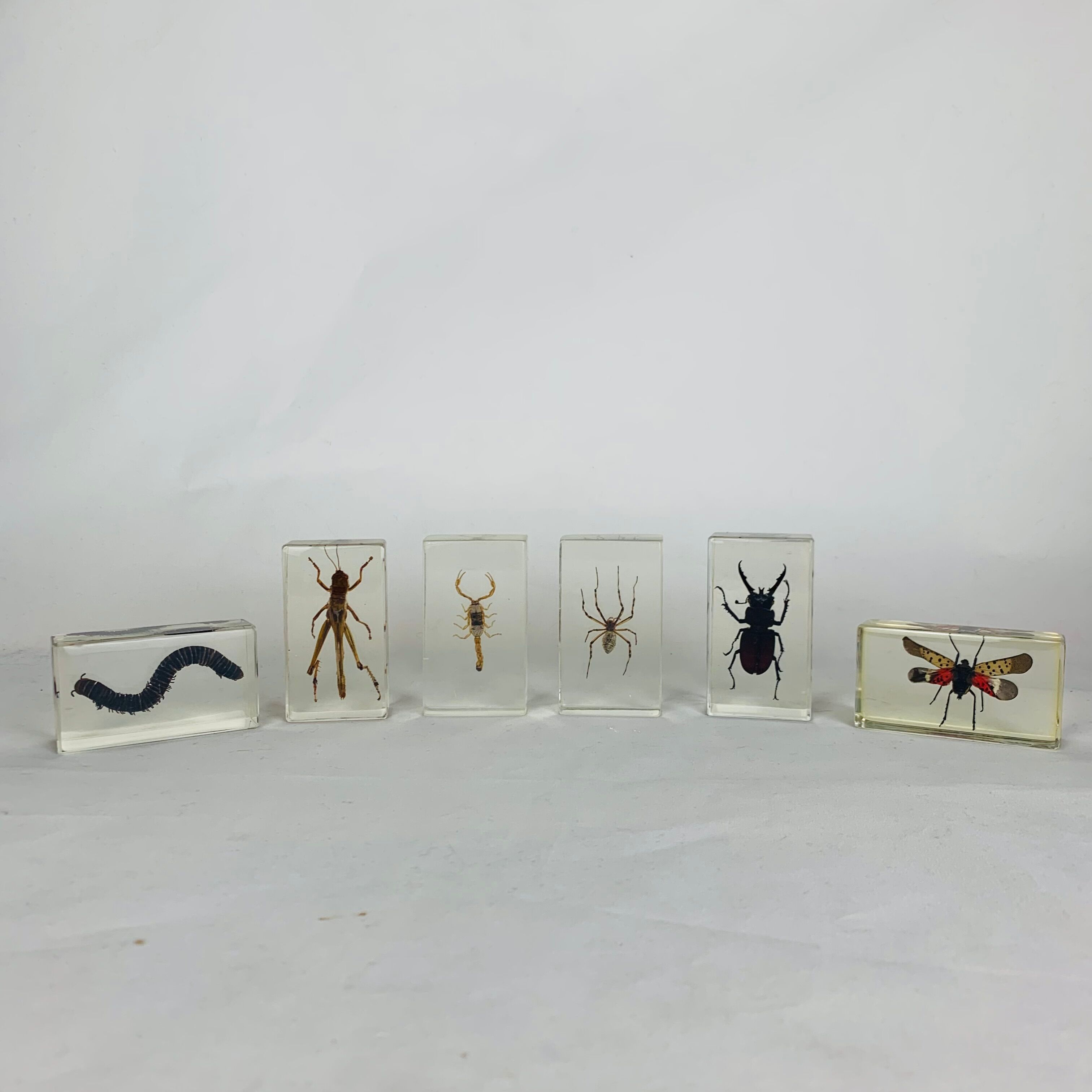 Set of 6 insects inclusion in resin