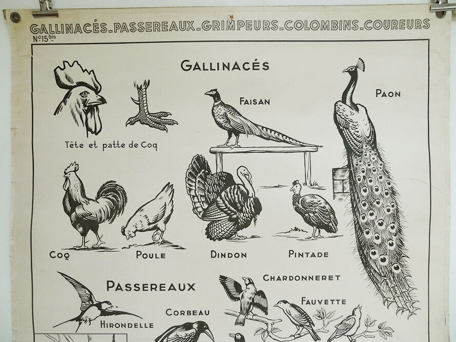 Hatier Poster Birds, The Gallinaceans